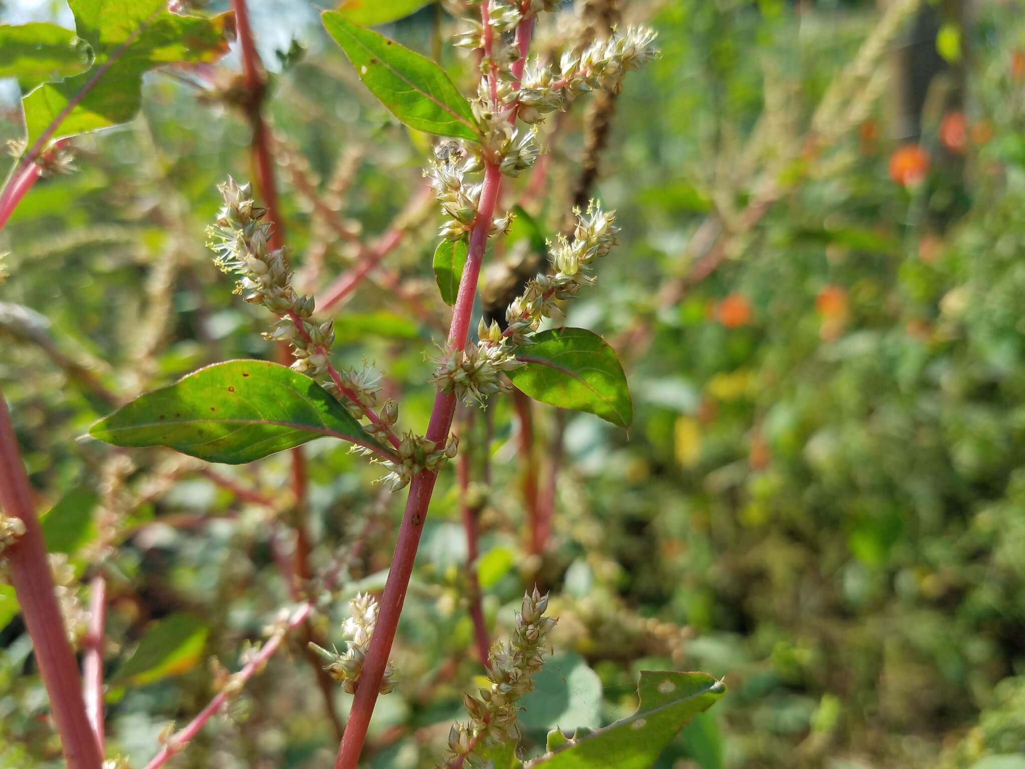 Amaranthus hybridus